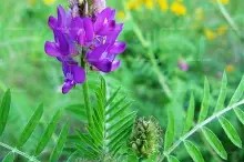 U蓿?U -尊龙官网入口